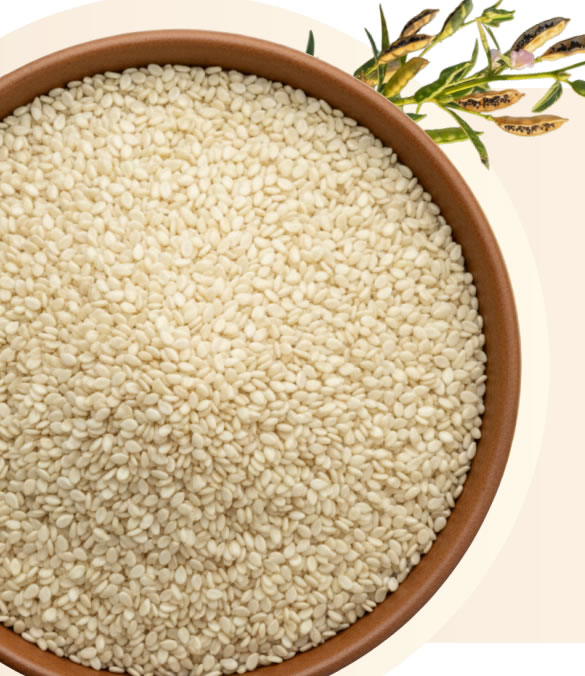 Premium white sesame seeds
